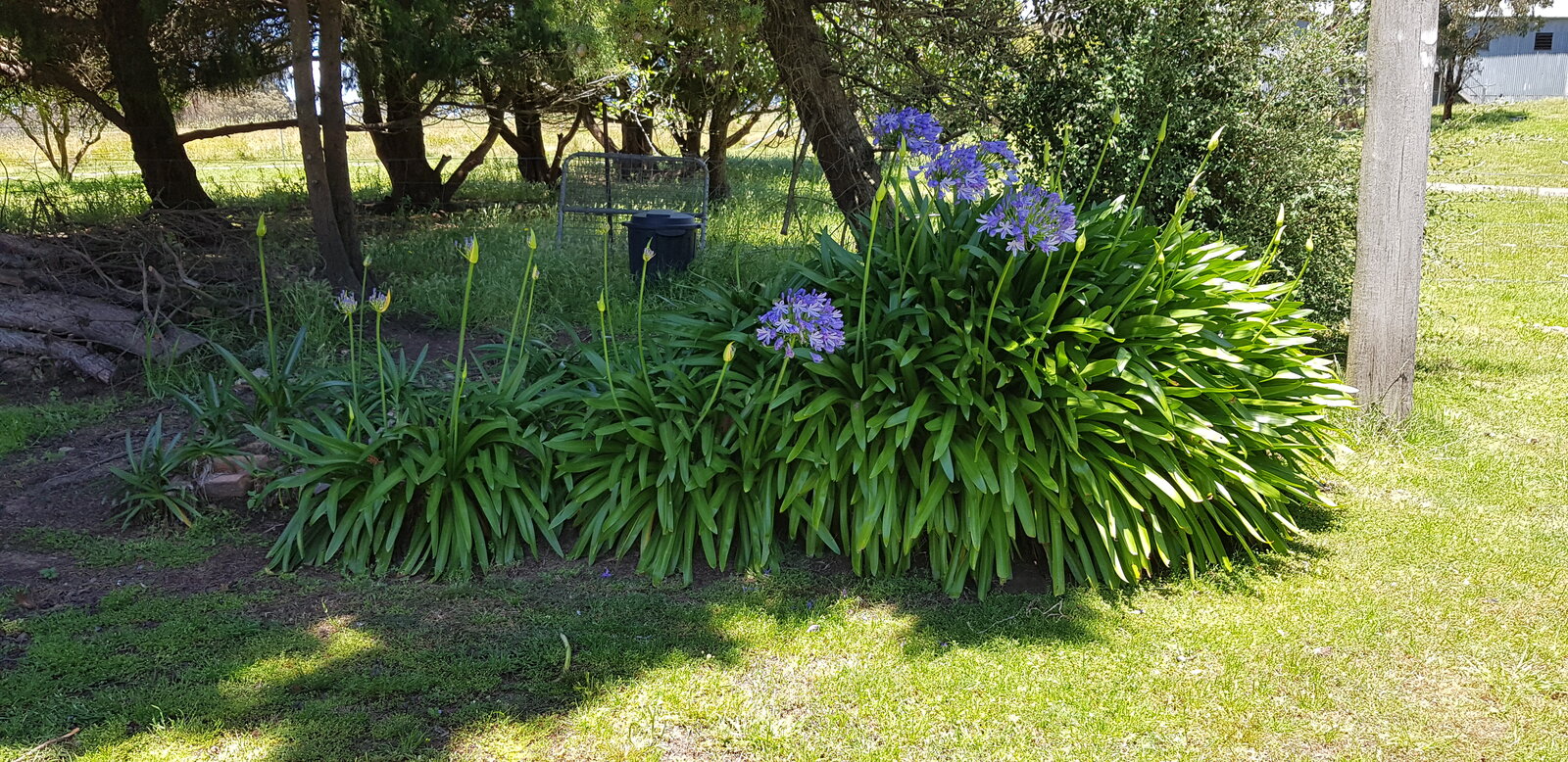 agapanthus