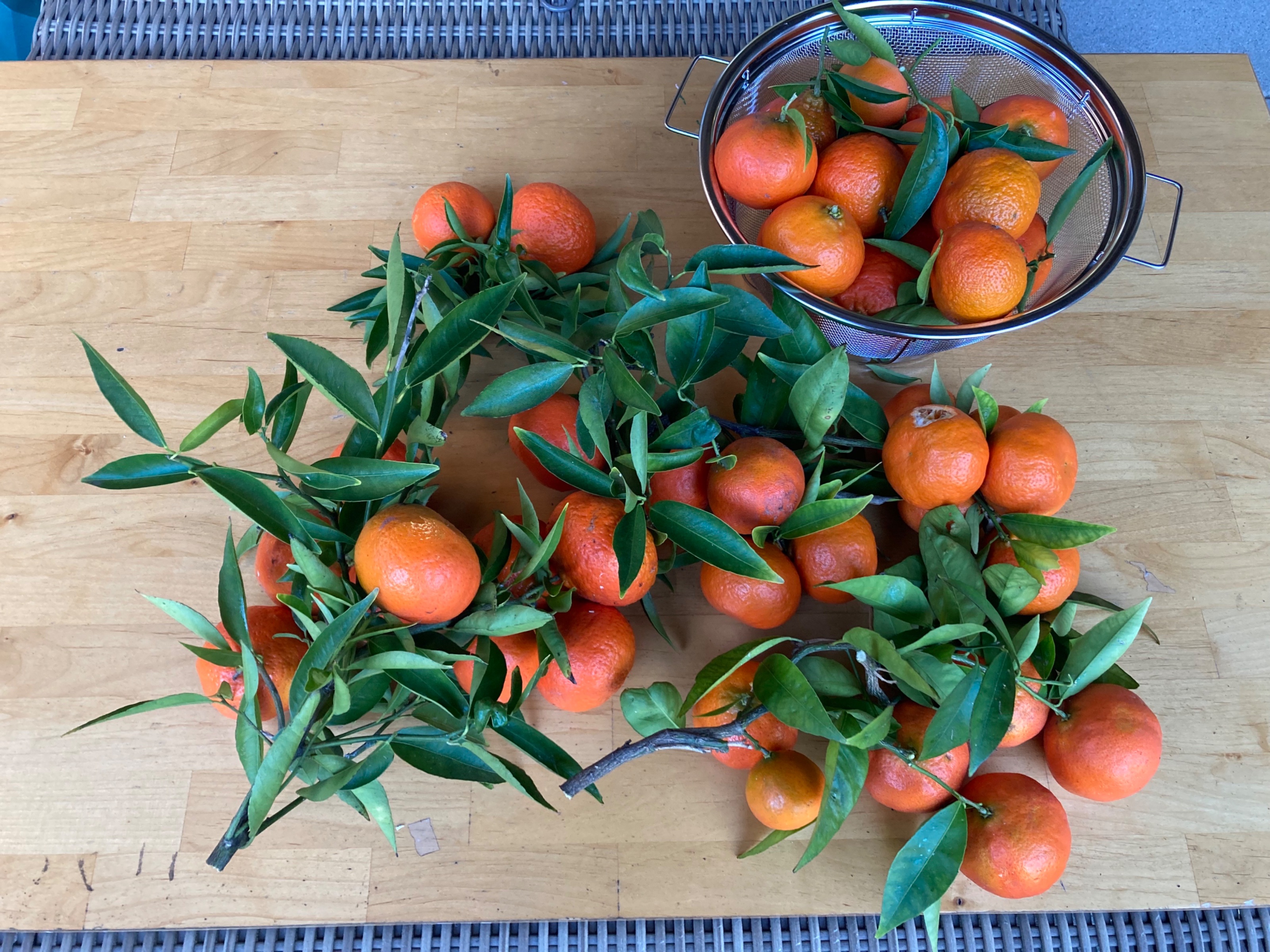 Algerian Fremont mandarins