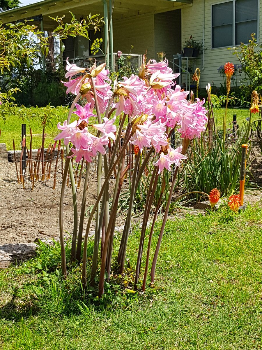 Amaryllis cluster (aka Naked Ladies)