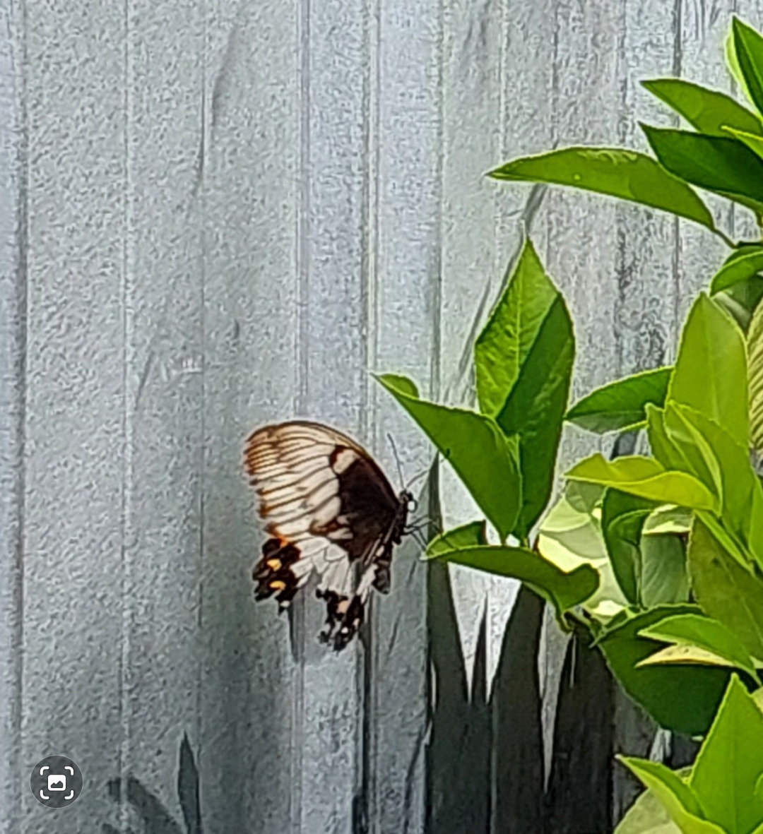 An Orchard Swallowtail Butterfly