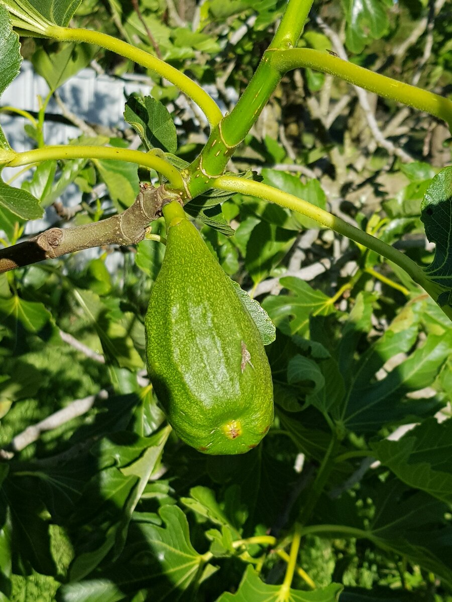 An unripe fig, one of many