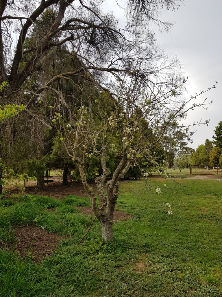 Apple tree