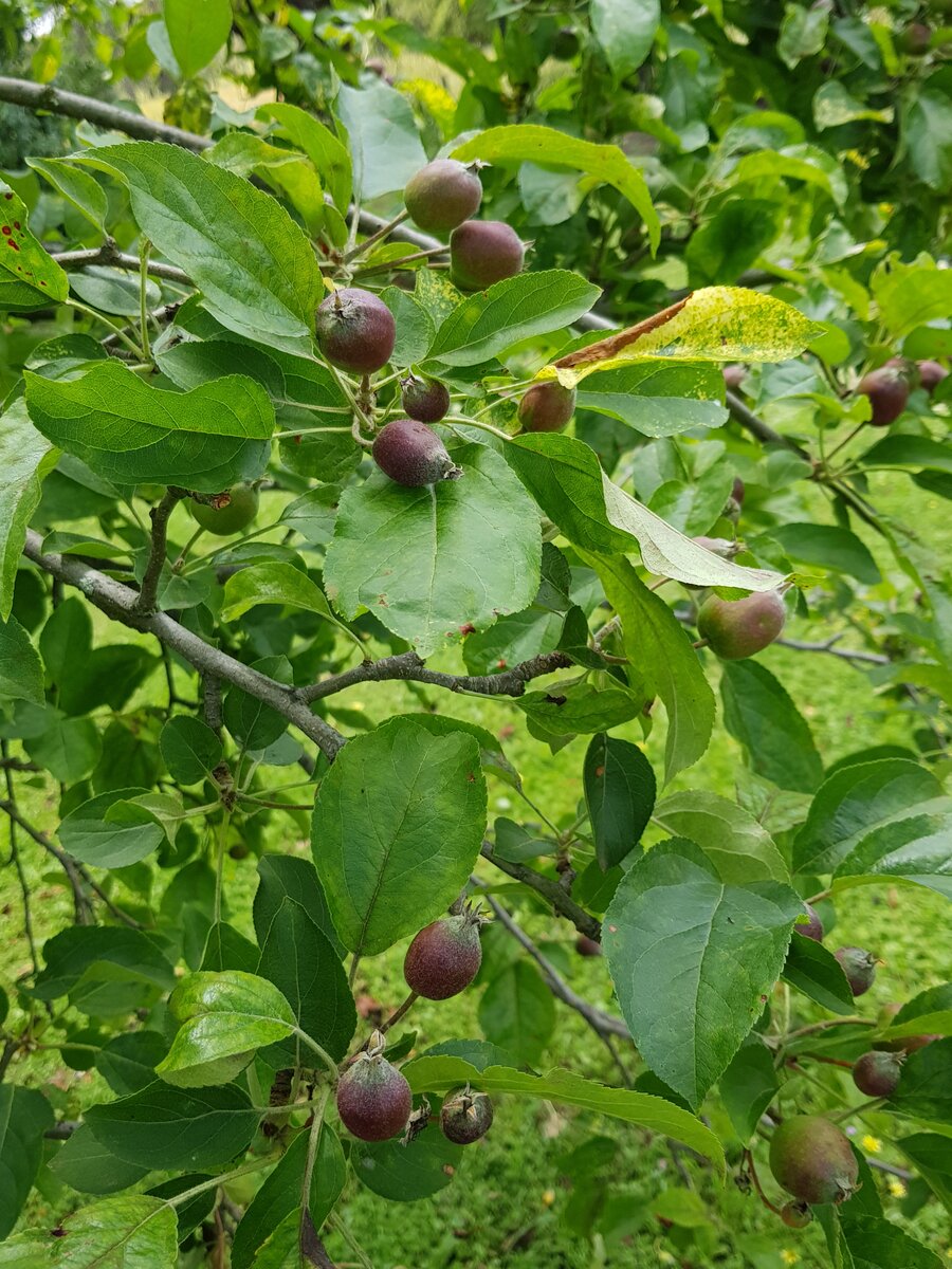 Apple tree