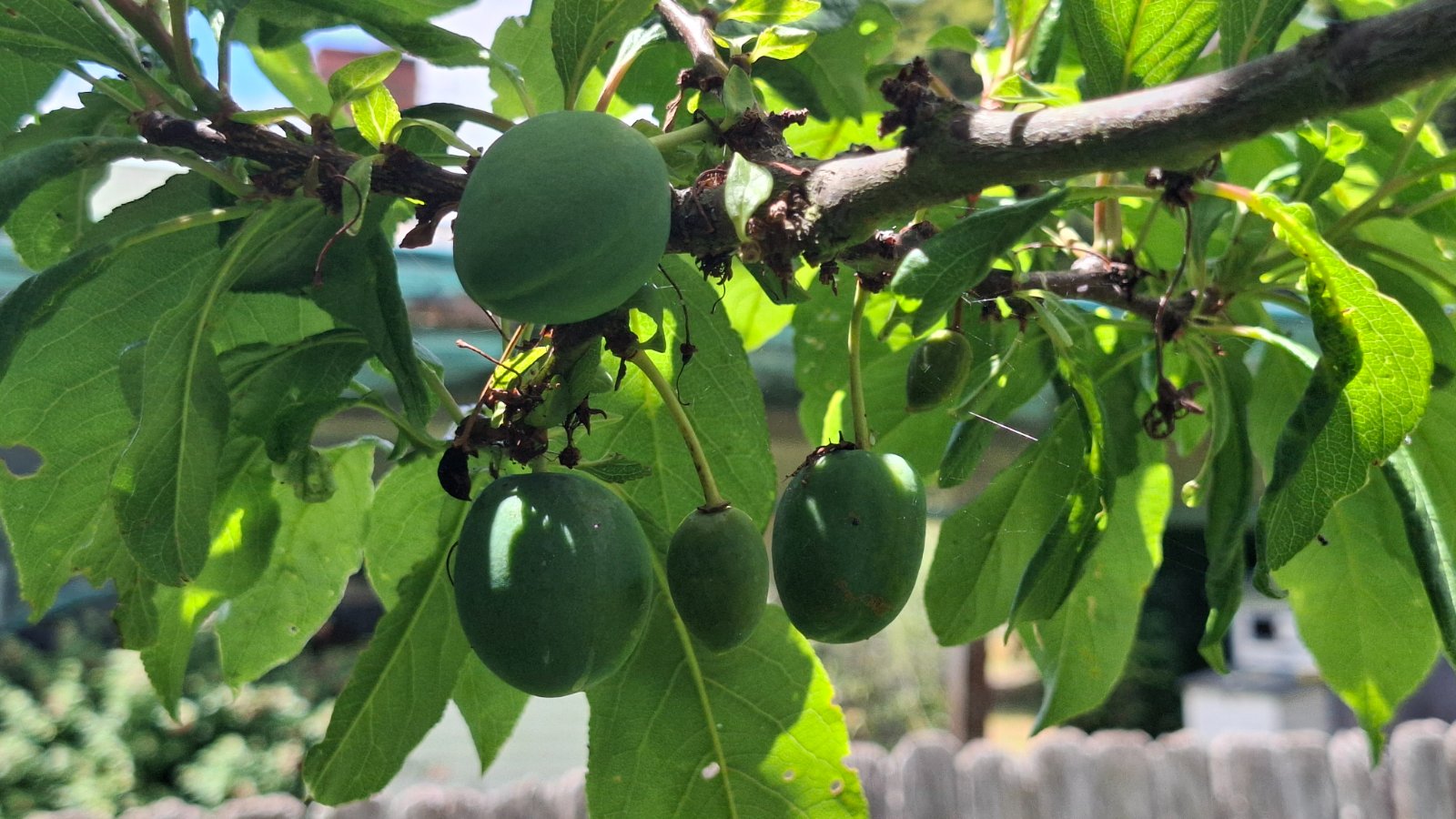 Apricots or plums. 😆