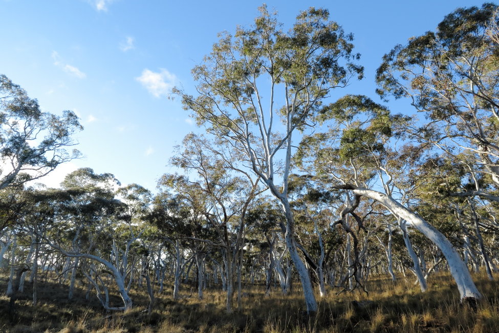 August 2017 - Ghost Trees