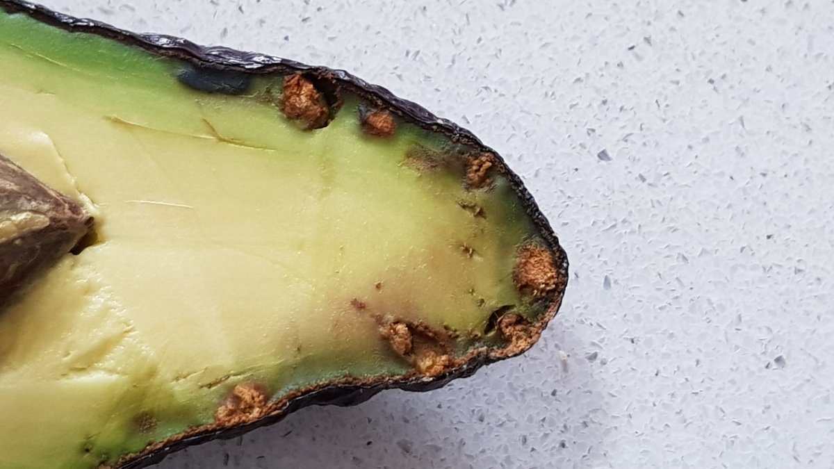 Avocado Problems