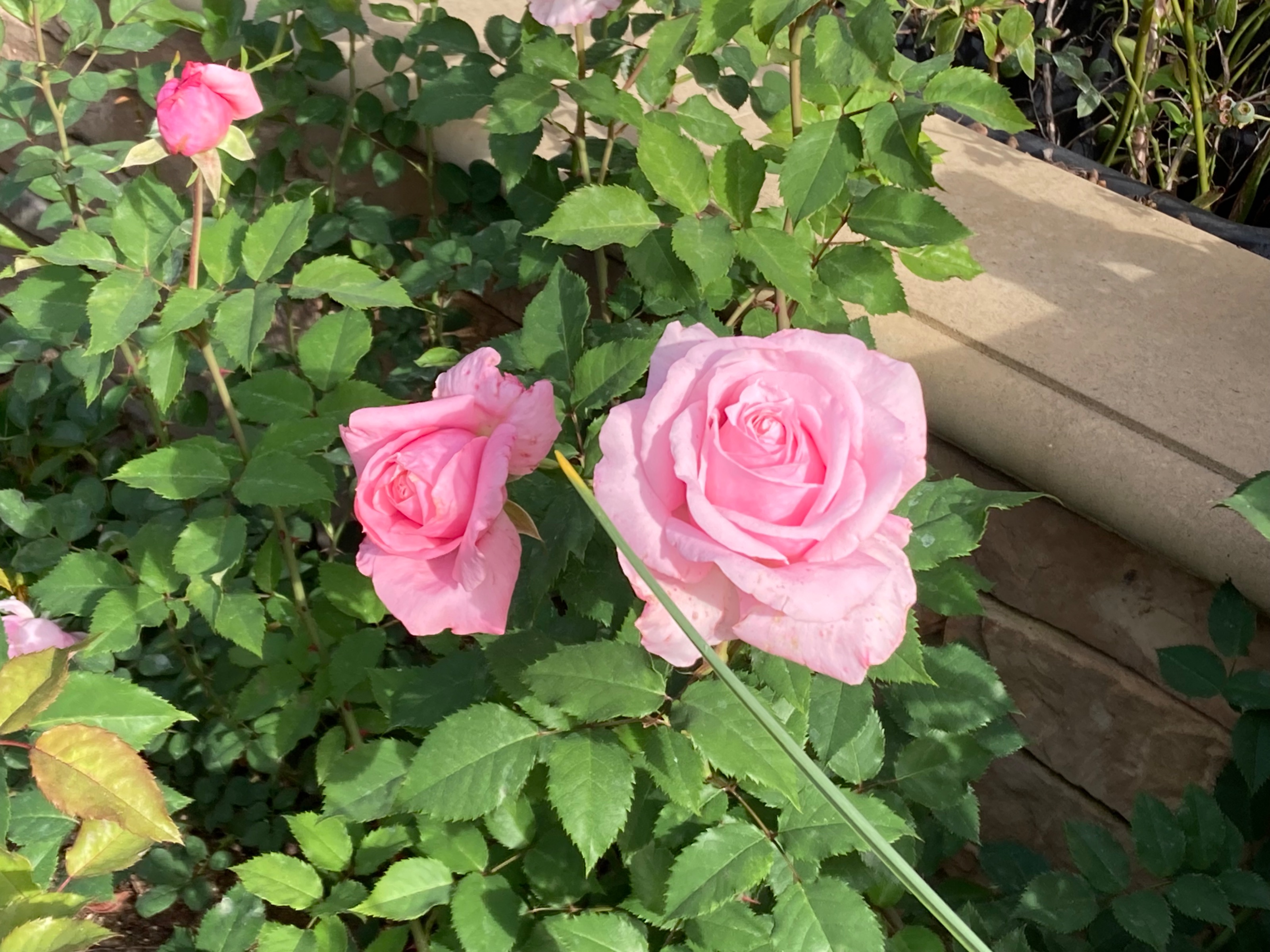 Belinda’s Dream in January