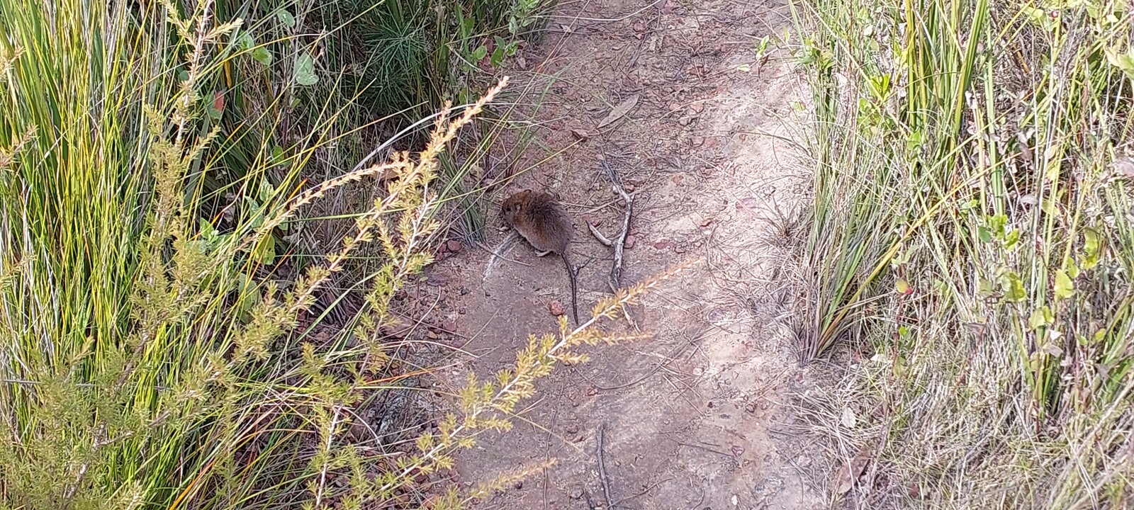 Beowa National Park