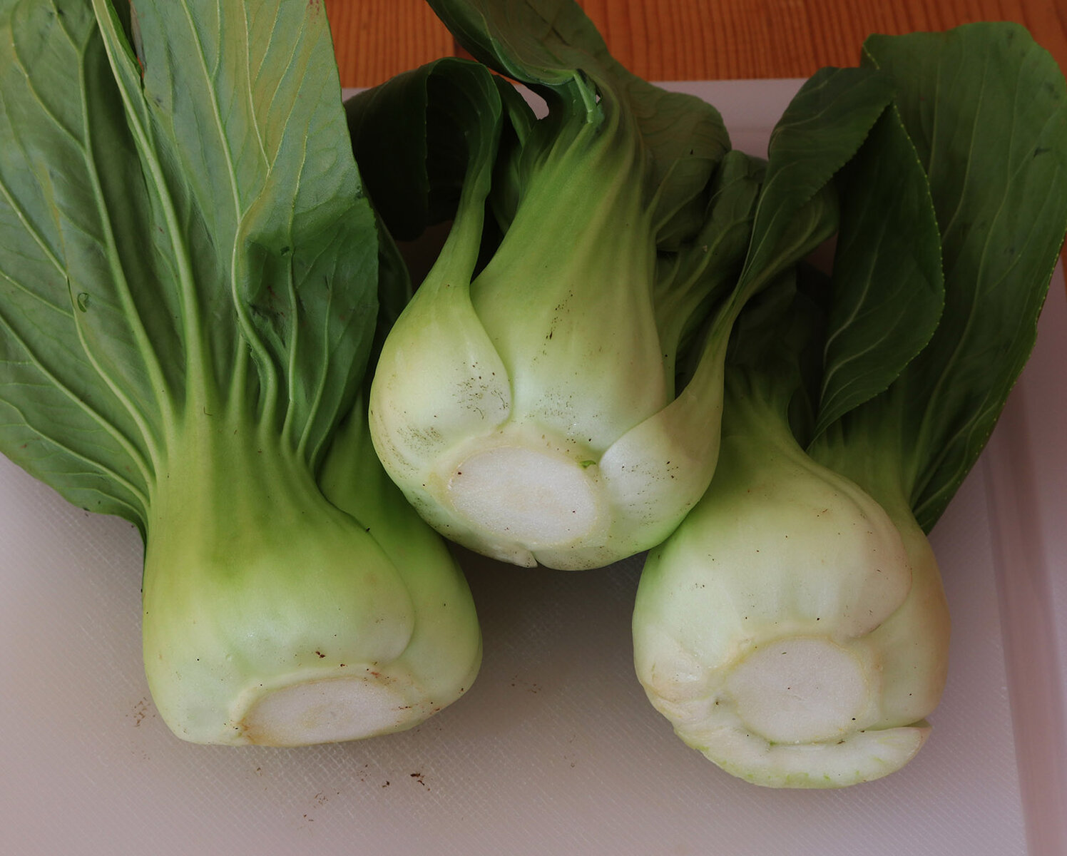 Bok choy s.jpg