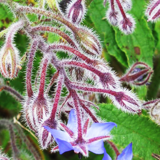 Borage Herb [Borago officinalis L.]