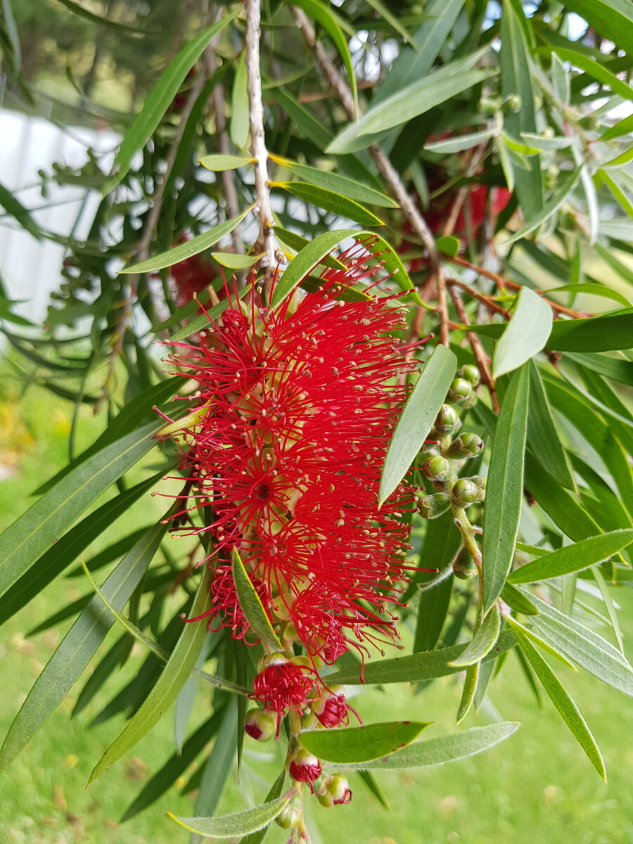 Bottle brush