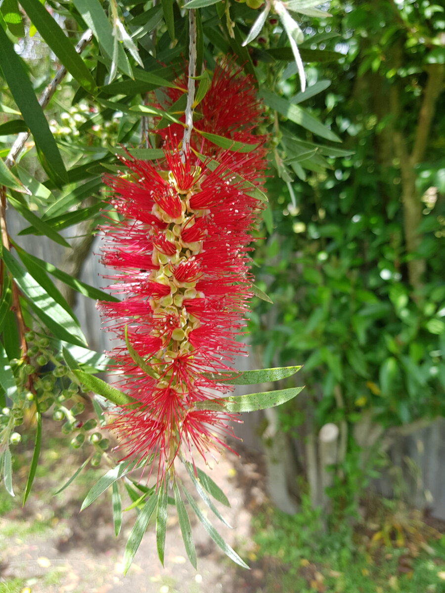 Bottle brush