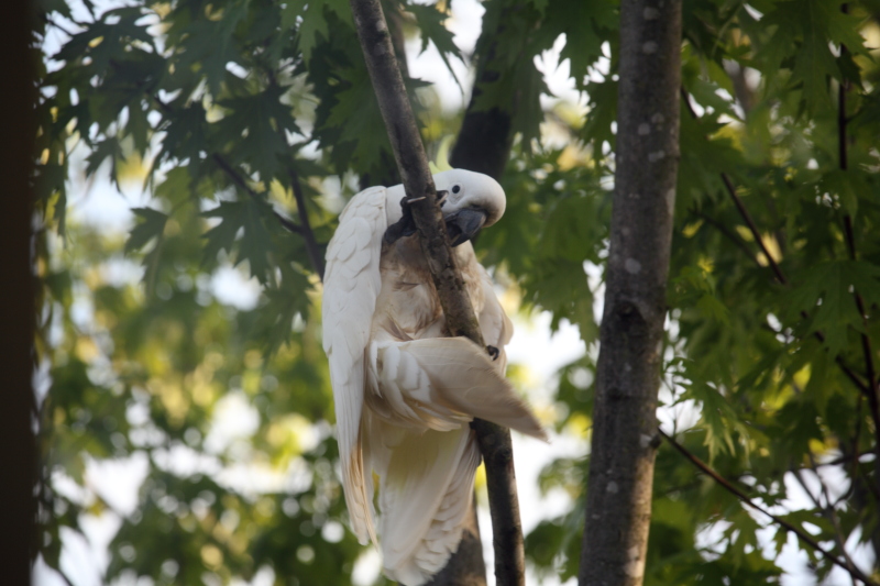 Bugger, I missed the branch and she spotted me!
