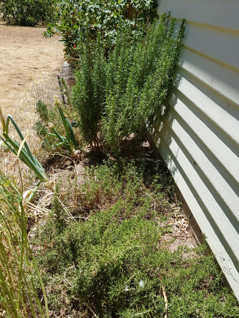 Bushy upright & Creeping Rosemary