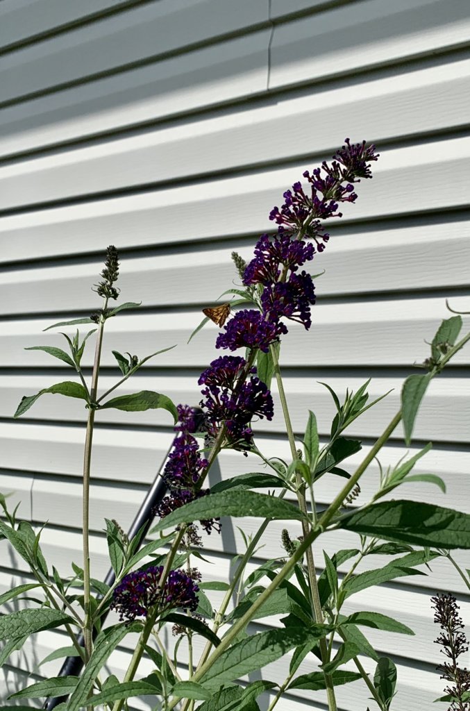 Butterfly Bush + 🦋