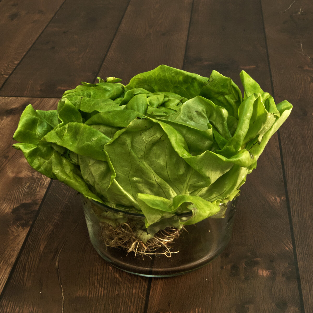 Butterhead Lettuce