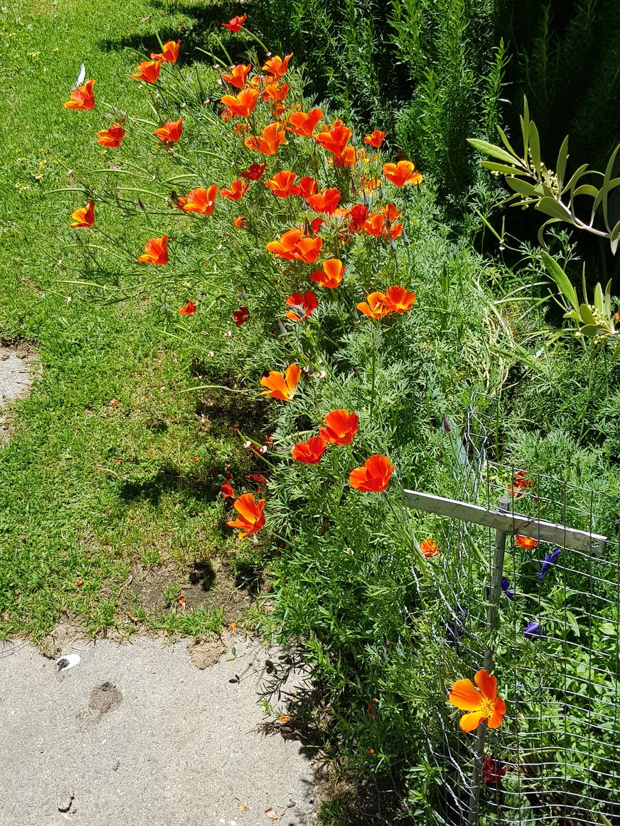 Californian Poppies