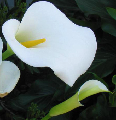 Calla (Easter) Lillies