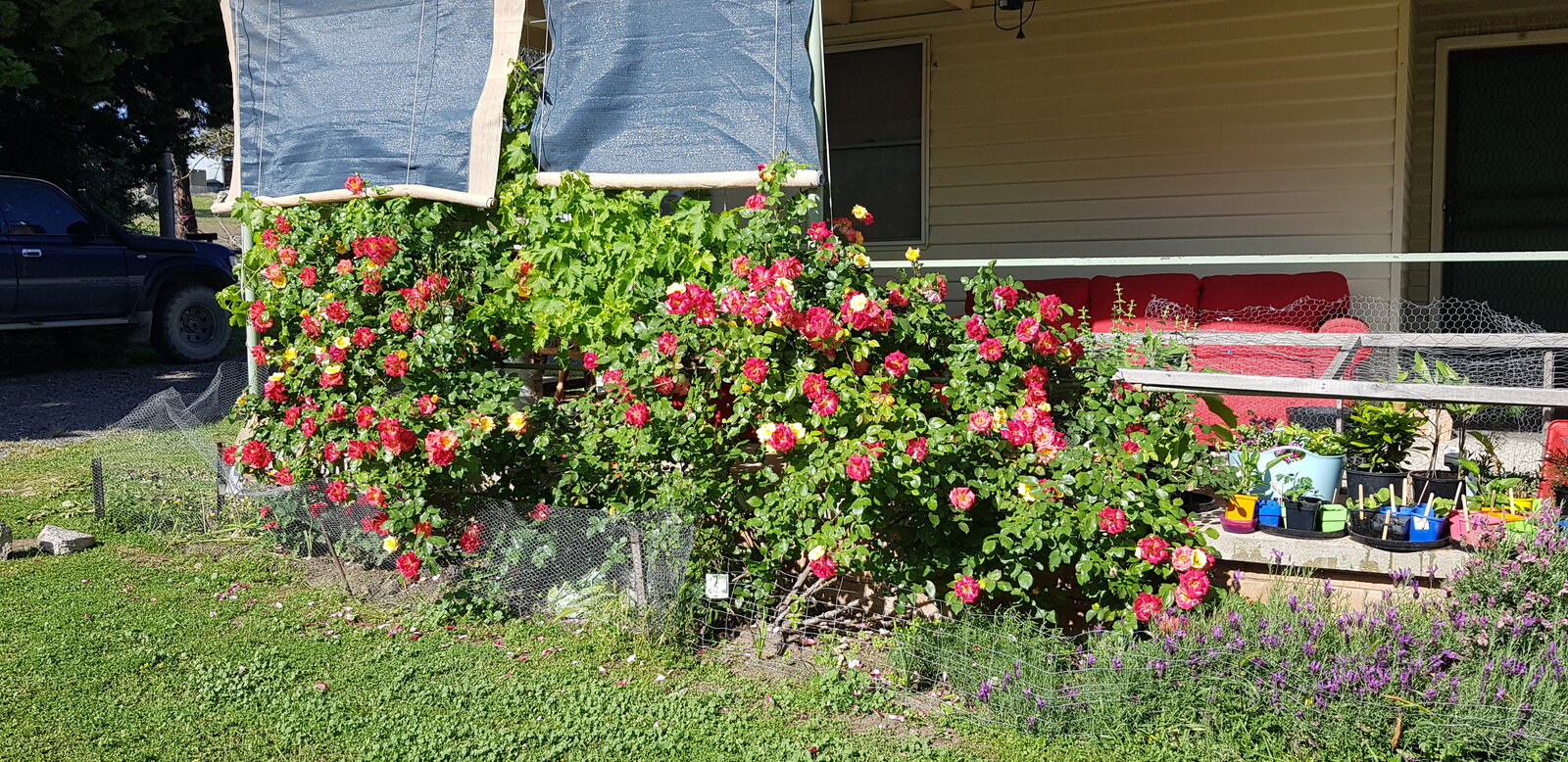 Camelia roses on the veranda (and the grape vine)