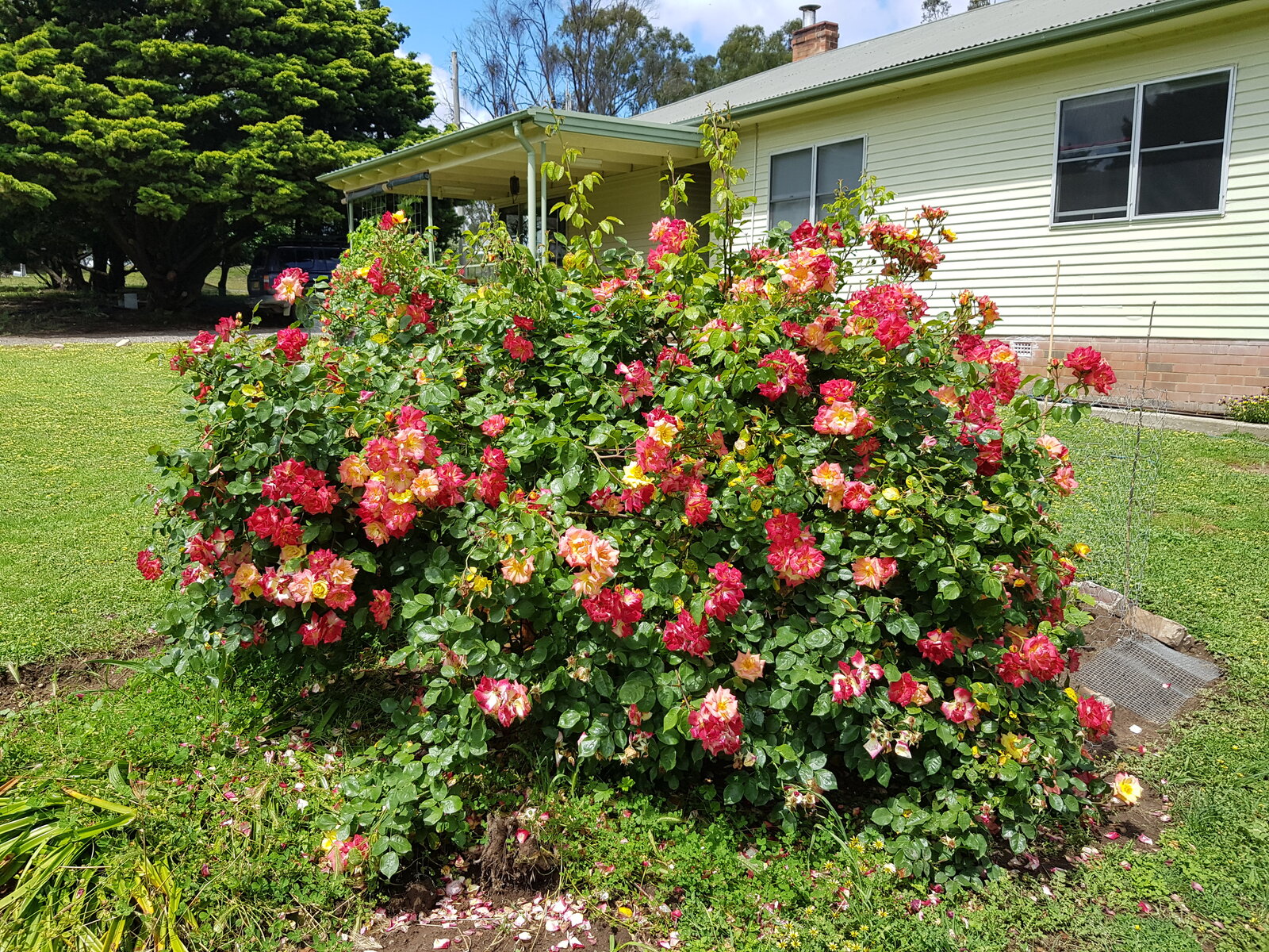 Camelia roses