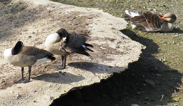 Canada Geese