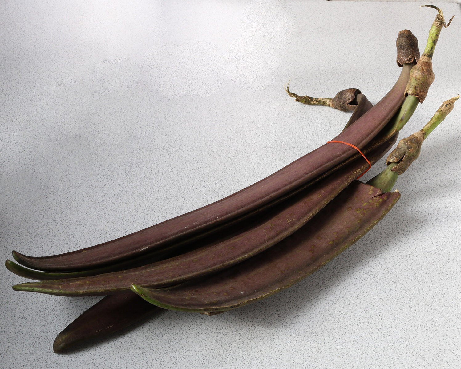 carob fruit s.jpg