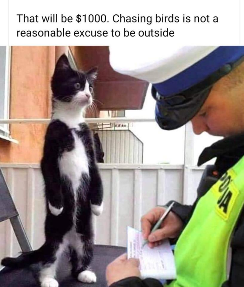 Cat Busted