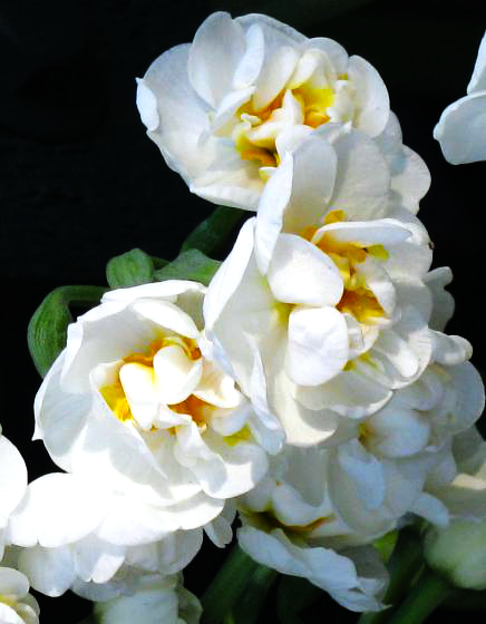 Cheerfulness Gardenia Daffodil