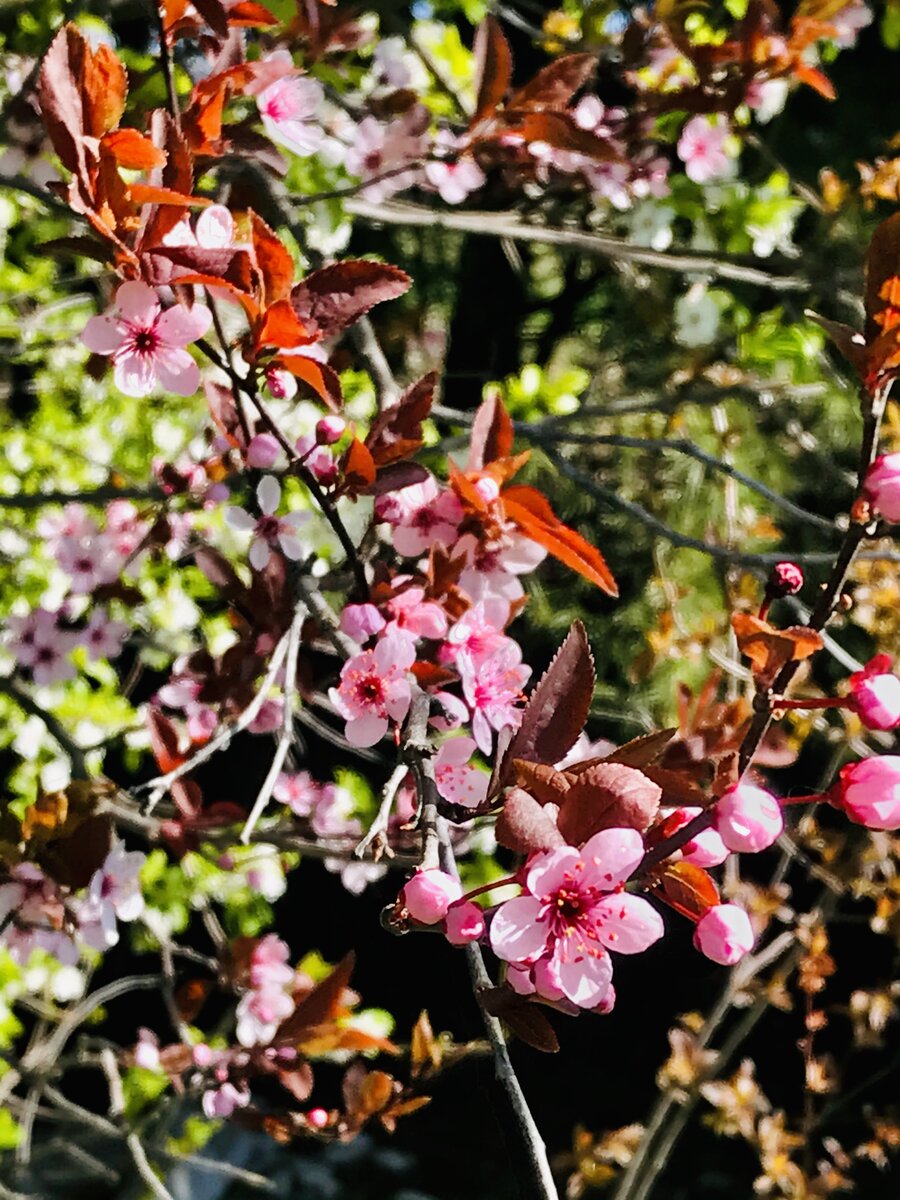 Cherry Blossoms.jpeg