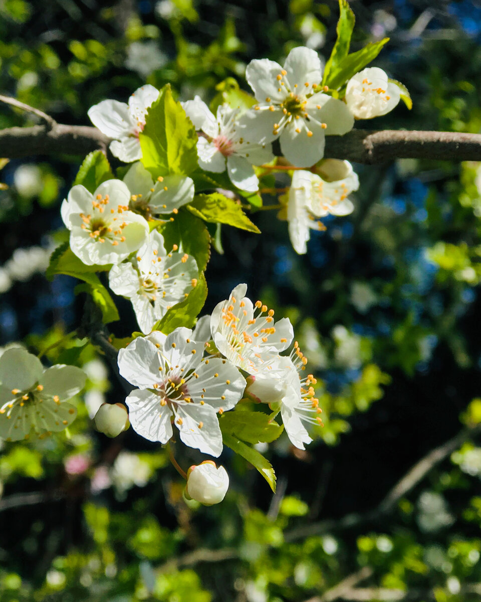 Cherry Blossoms.jpeg