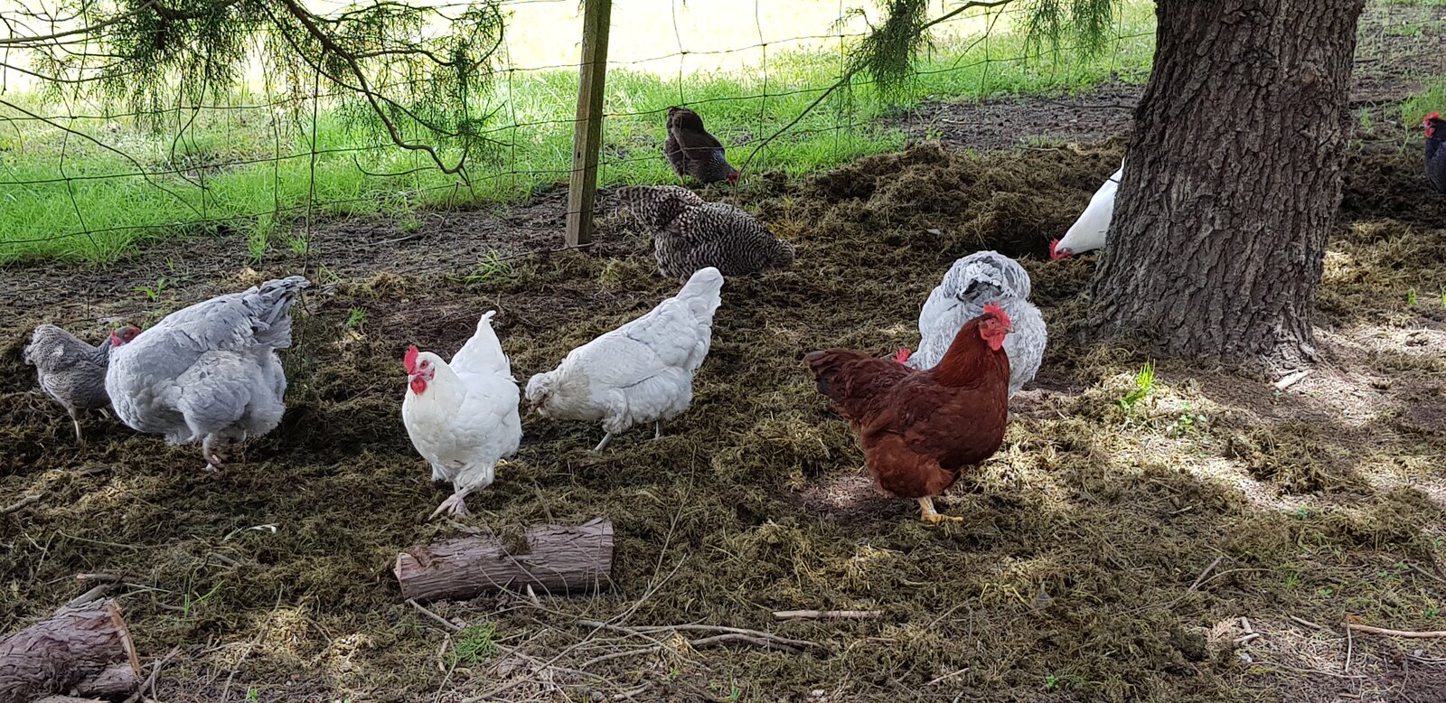 chooks digging for victory