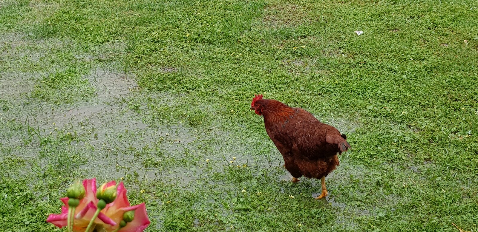 Chooks paddling 2