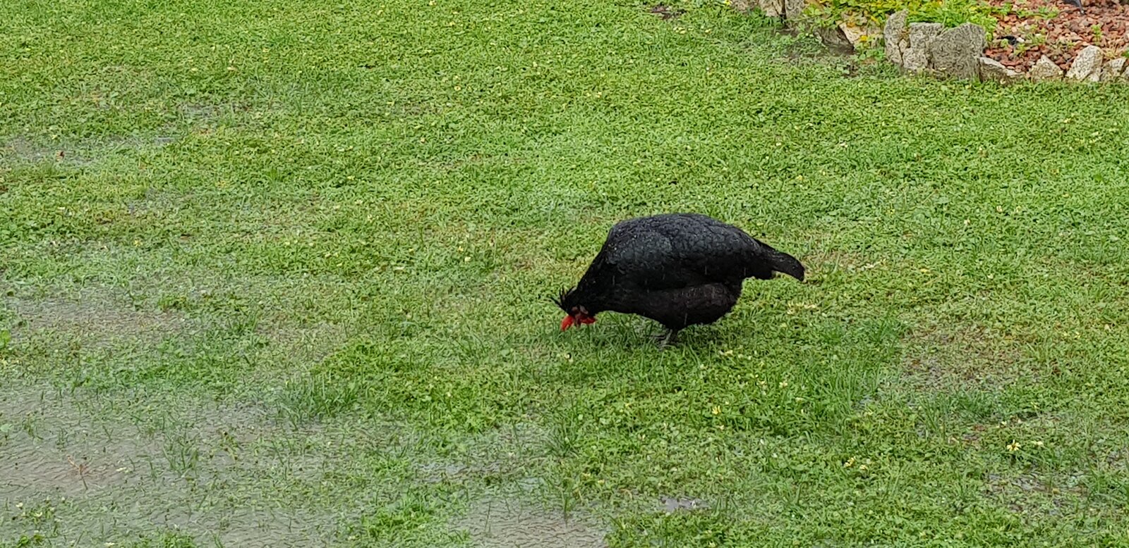 Chooks paddling