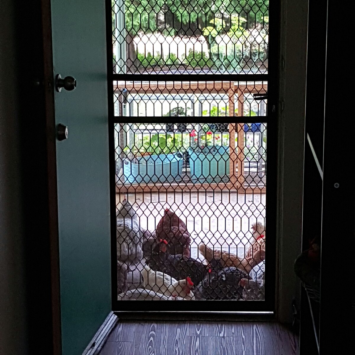 Chooks & the front door mat