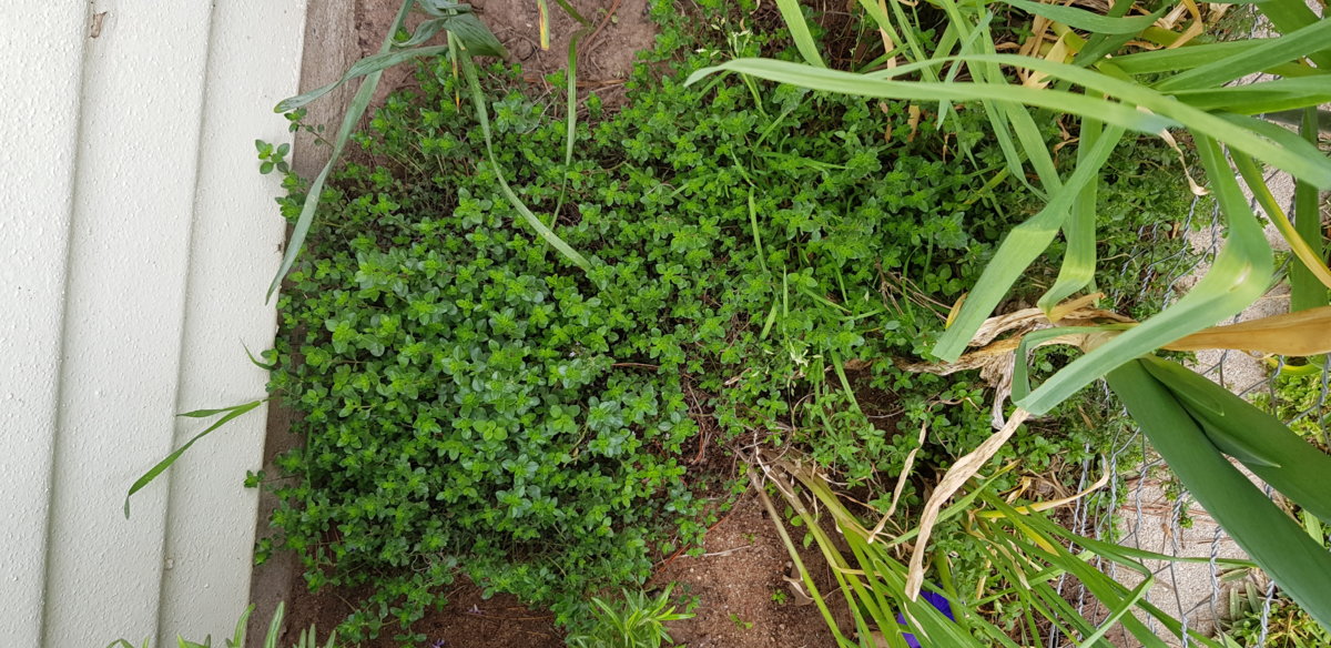 Common Thyme