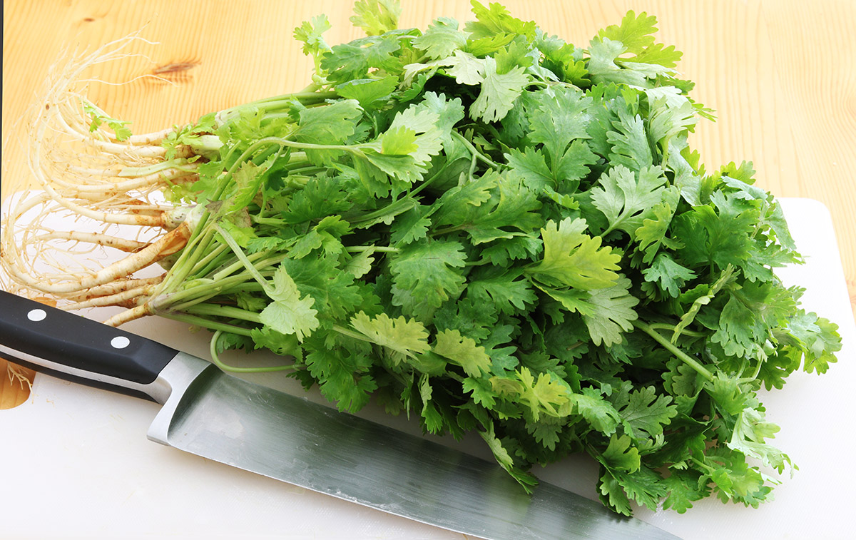 coriander 1 s.jpg