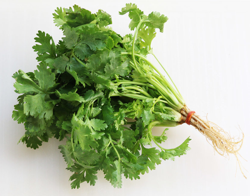 Coriander leaf