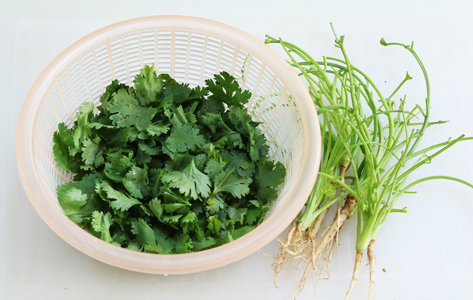 Coriander leaf.