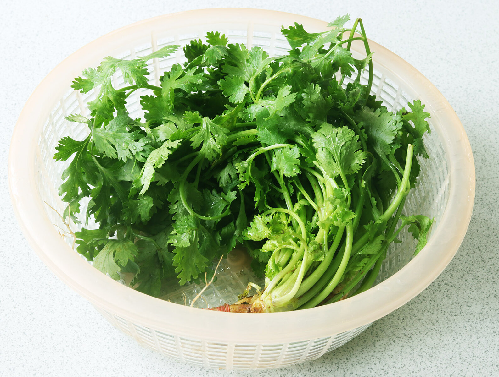 Coriander s.jpg