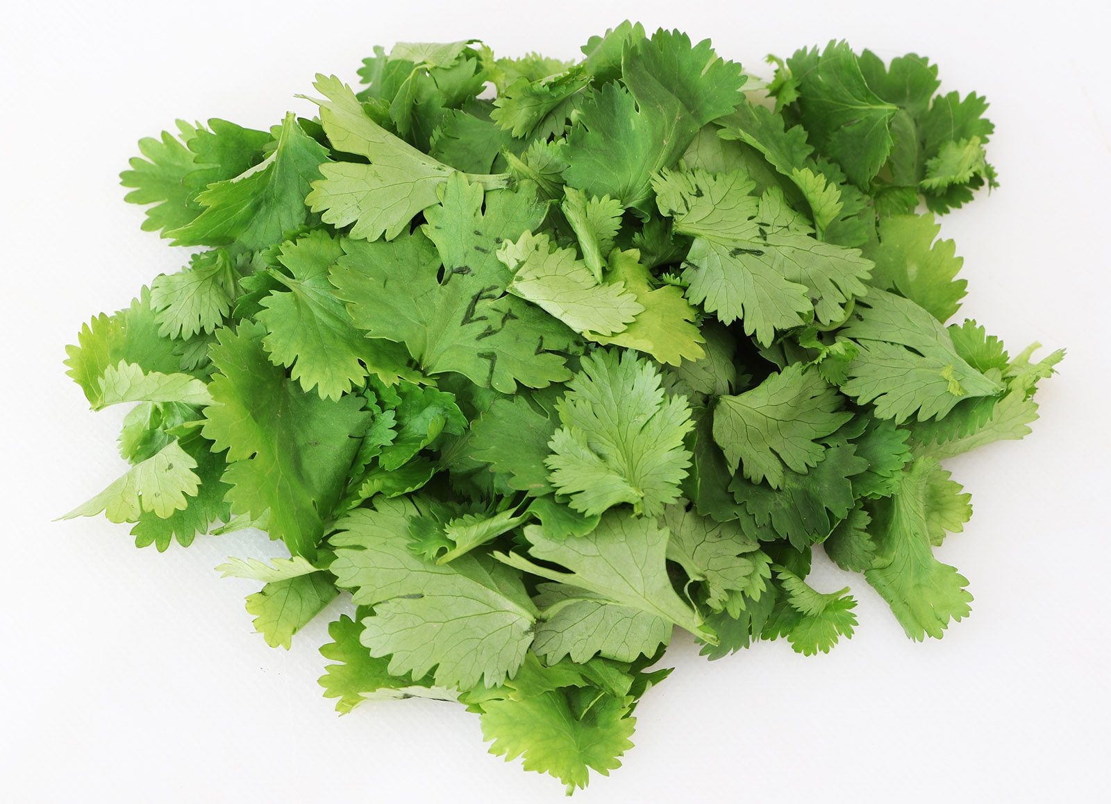 Coriander s.jpg