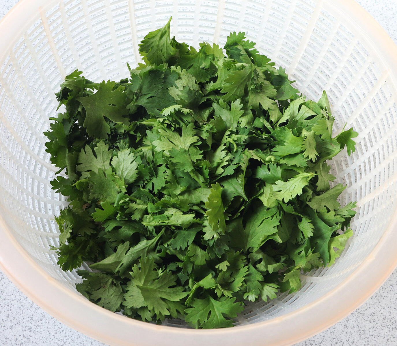 Coriander s.jpg