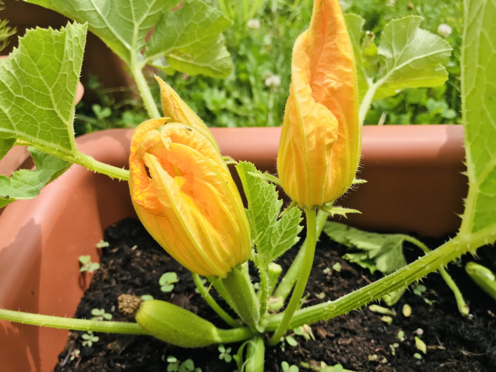 Courgette flower.jpeg