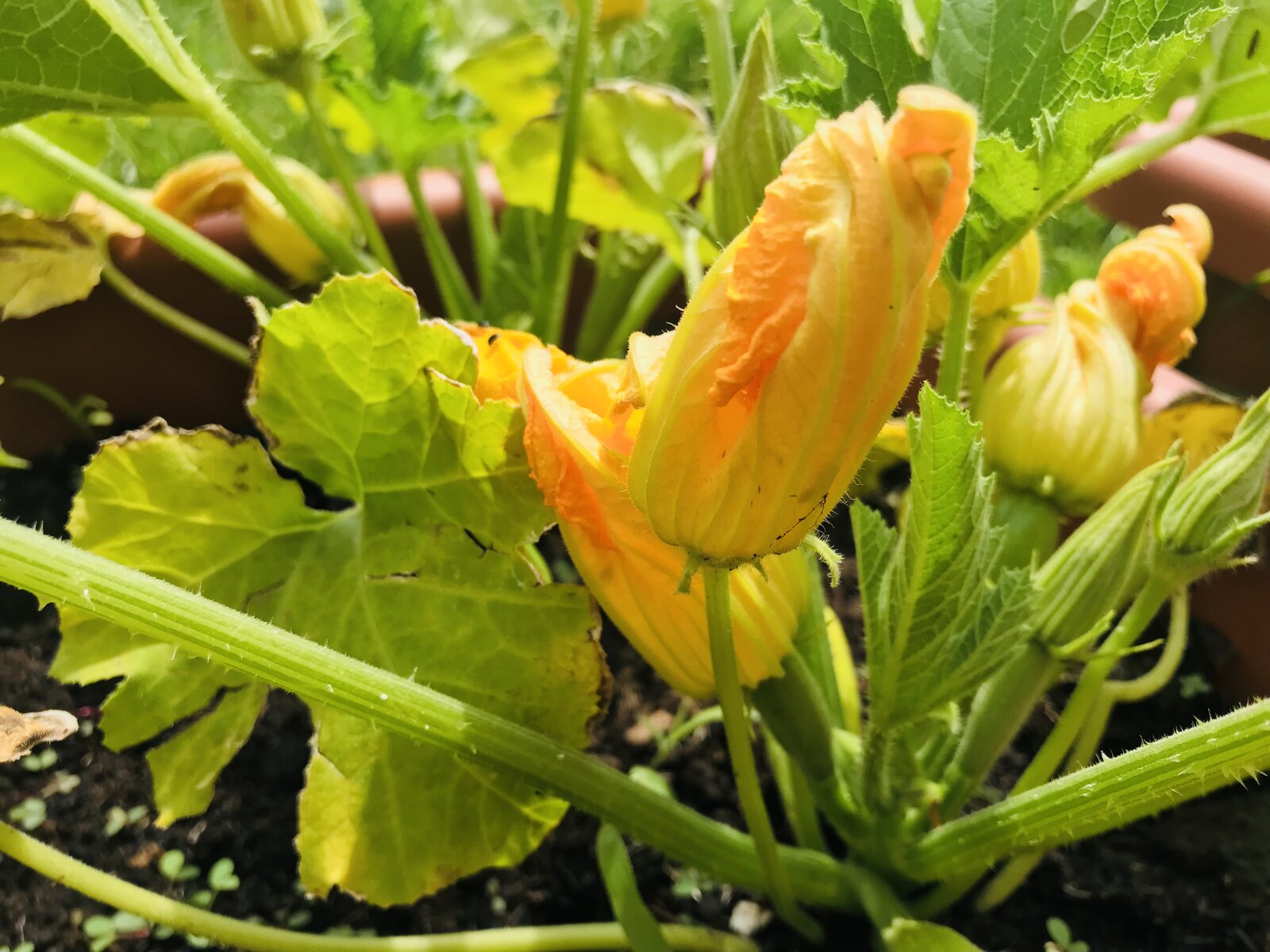 Courgette flower.jpeg