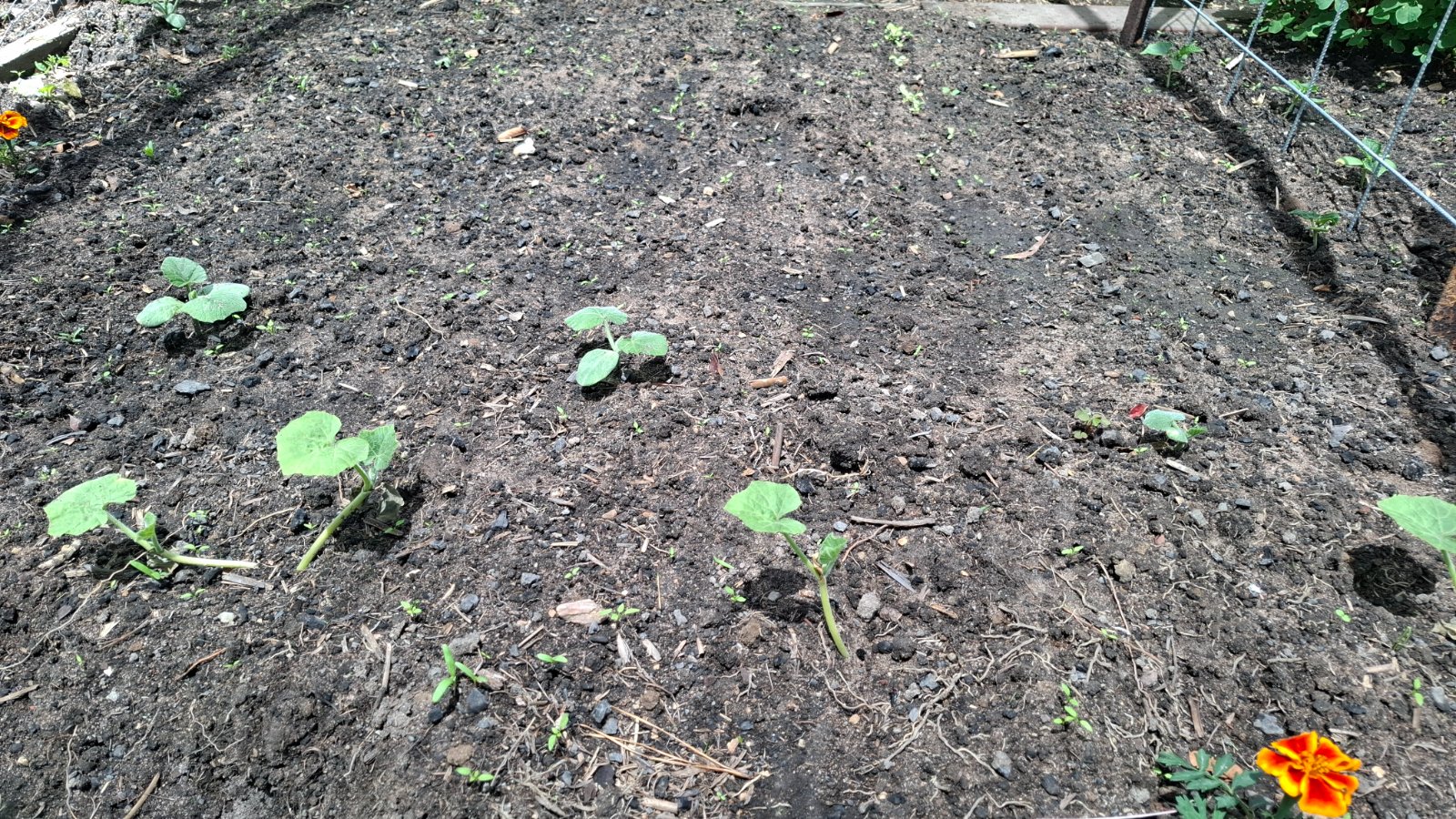 Courgettes or squashes