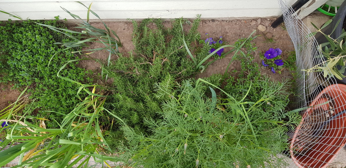 Creeping Rosemary