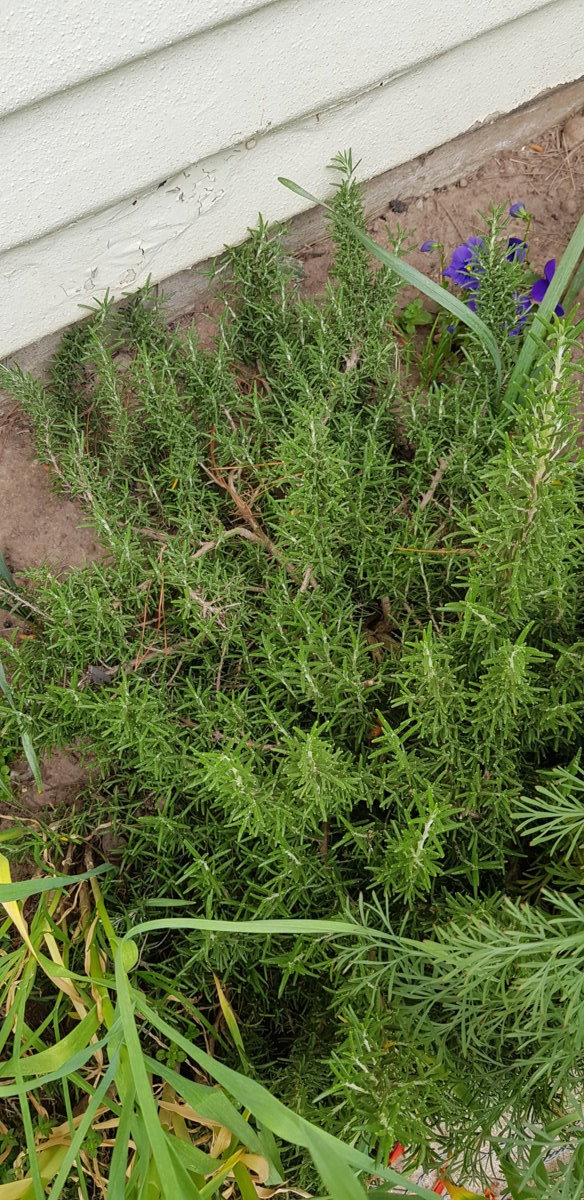 Creeping Rosemary