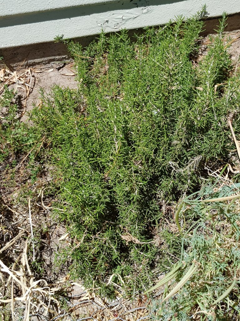 Creeping Rosemary