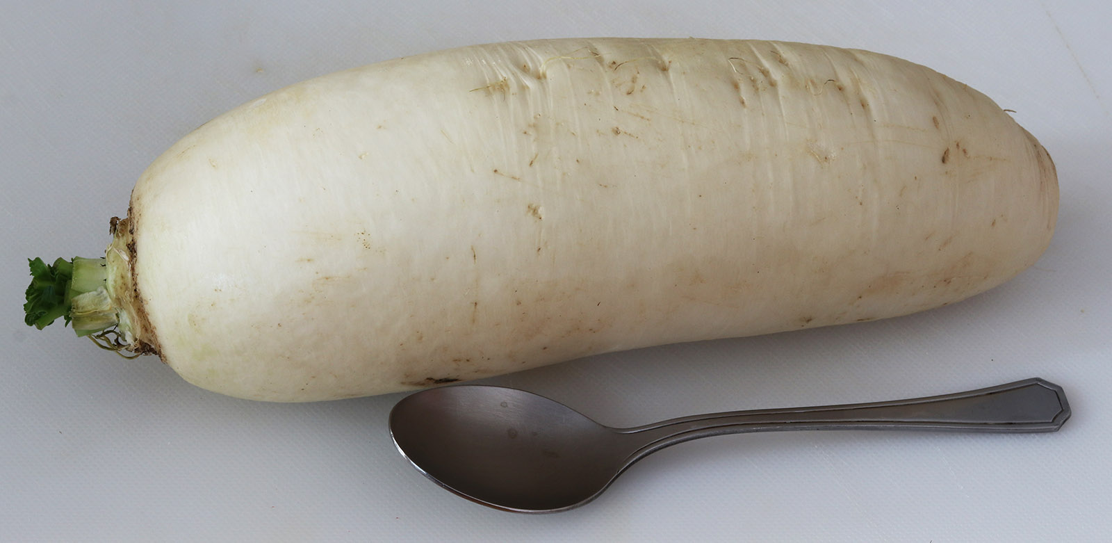 Daikon radish s.jpg