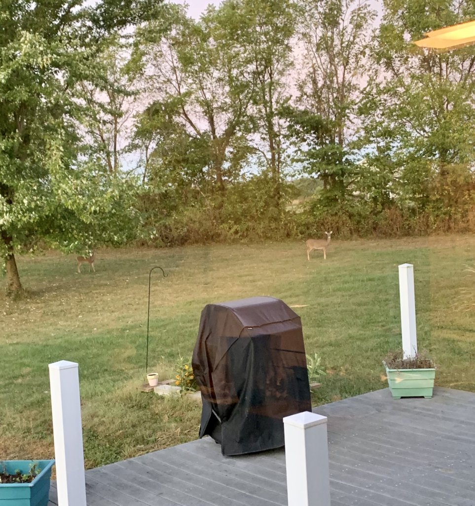 Deer In The Yard