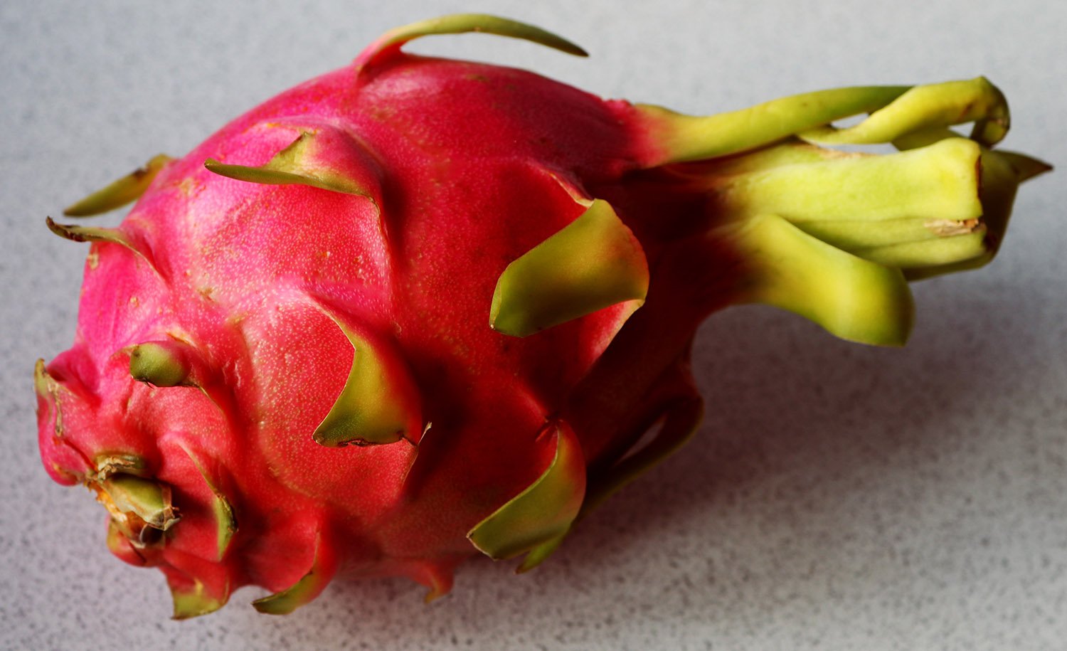 Dragonfruit-7 s.jpg